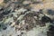 Brown lichen on the stone, living organizm, unique Baikal nature. Selective focus