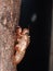 A brown light thin insect exuvia shell remains of an exoskeleton of a tropical Cicada Platypleura