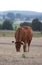 Brown Limousin cow grazing on a dry pasture