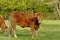 Brown limousin cow in a meadow in nature in the flemish countryside