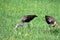 Brown limpkins searching for food