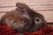 Brown lion head rabbit bunny lying on a red scarf.