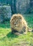 Brown lion at the zoo garden, green grass, sun rays, sitting