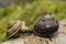 Brown-Lipped Snail mating