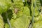 Brown list spider lurks on a leaf for prey