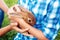 Brown little hare sits in man\'s hands.