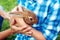 Brown little hare sits in man\'s hands.
