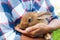 Brown little hare sits in mans hands