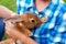 Brown little hare sits in mans hands.