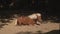 brown little ponies in a paddock