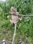 Brown lizard holding onto a stick