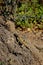 Brown lizard with orange spots back and tail on the root of the olive tree