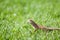 Brown lizard standing on grass with bokeh