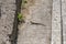 Brown lizard on a step