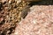 Brown lizard taking sunbath on hot stone