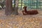 A brown llama or alpaca with a newborn baby alpacas lie on the ground in the zoo