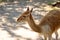 Brown llama chewing grass