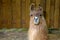 Brown llama lama farm animal wool farming agriculture rural field