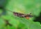 A brown locust sits on a green leaf in a summer garden