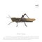 Brown locust on a white background. Image grasshopper side view