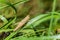 Brown locust in the wild on a green grass