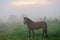 Brown lonely horse on a leash in a meadow at sunset in foggy weather