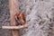 Brown lonely little owl in the evening