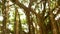 Brown long aerial roots of big Indian banyan tree hanging down in sunlight and wind. Green leaves with yellow fruits and