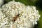 Brown long beetle with large mustache on flowers