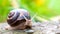 Brown long big snail round shell with stripes and with long horns crawling on the edge of stone