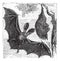 Brown long-eared bat or common long-eared bat, Plecotus auritus, vintage engraving