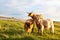 Brown long hair cows