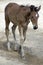 Brown long-legged foal. White speck. The beauty of animals. Farm. Horse breeding.