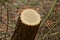 Brown long stump of an acacia tree in a park