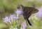 A Brown Long Tail Skipper Urbanus procne feeding on a Mist Flo