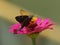 A Brown Long Tail Skipper Urbanus procne feeding on a zinnia Costa Rica. Cropped photo.