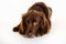 Brown longhaired pointer dog