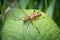 A brown longhorn beetle sitting on a green leaf