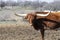 Brown Longhorn bull turning head to side