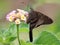 Brown Longtail Butterfly - Urbanus procne