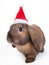 Brown lop eared dwarf rabbit in santa, isolated