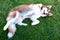 Brown lovely dog lay down on green grass field