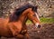 Brown Lusitano horse, galloping free, mane in wind