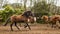 Brown Lusitano horse, galloping free on paddock