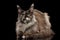 Brown Maine Coon Cat Lying, Looks Curious, Isolated Black Background