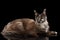 Brown Maine Coon Cat Lying, Looks Curious, Isolated Black Background