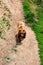 Brown male bear in bear park