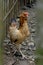 brown male chicken inside bamboo cage on village