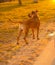 A brown male dog mixed breed pitbull with dark nose and drooping ears stands on path in green grass in a city park