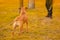 A brown male dog mixed breed pitbull with drooping ears stands on grass in the city park, looking in the side of the owner